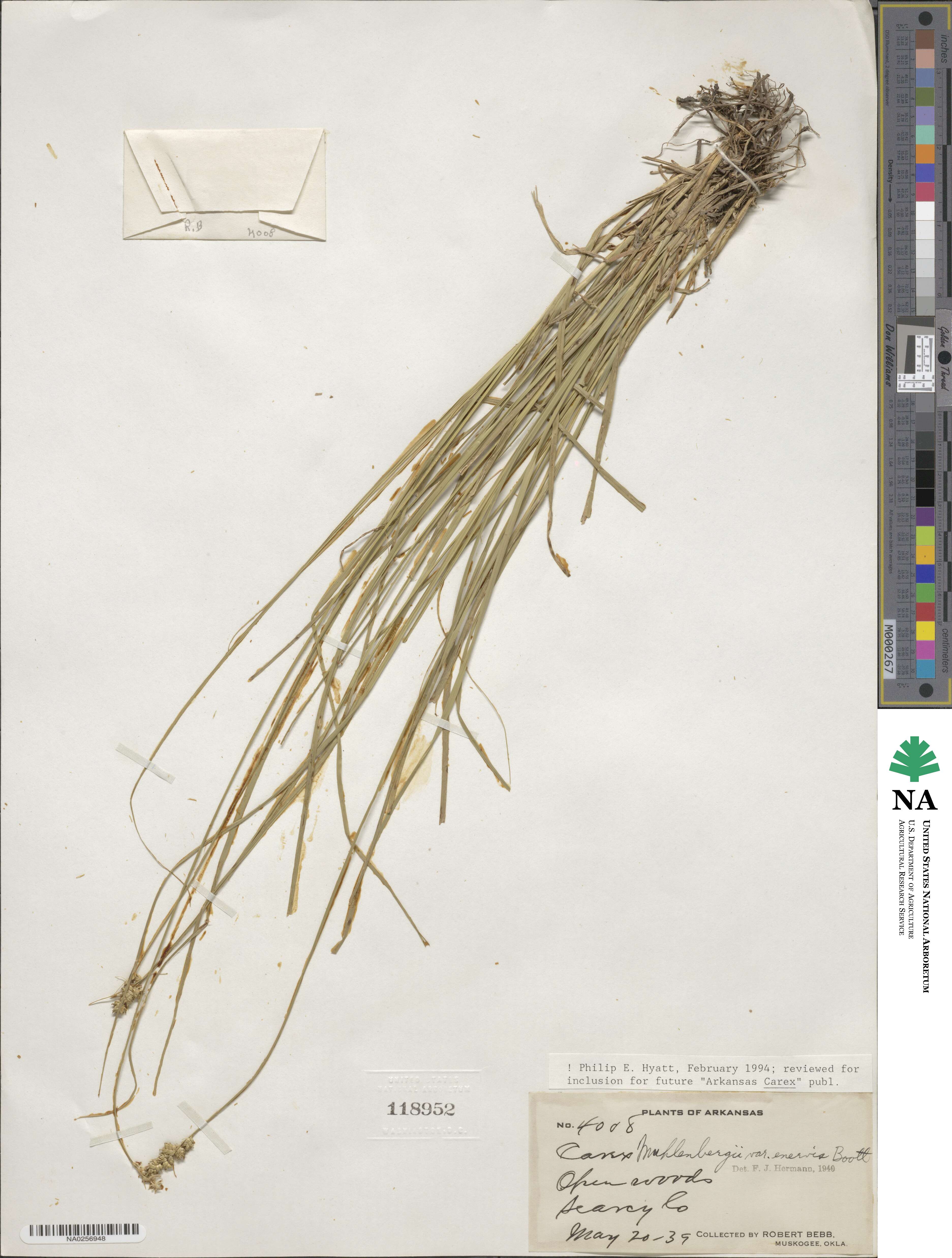 Carex vulpinoidea image