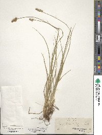 Carex vulpinoidea image