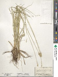 Carex vulpinoidea image