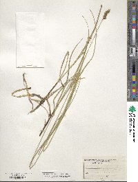 Carex vulpinoidea image