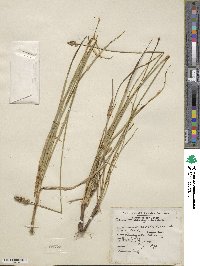 Carex vulpinoidea image