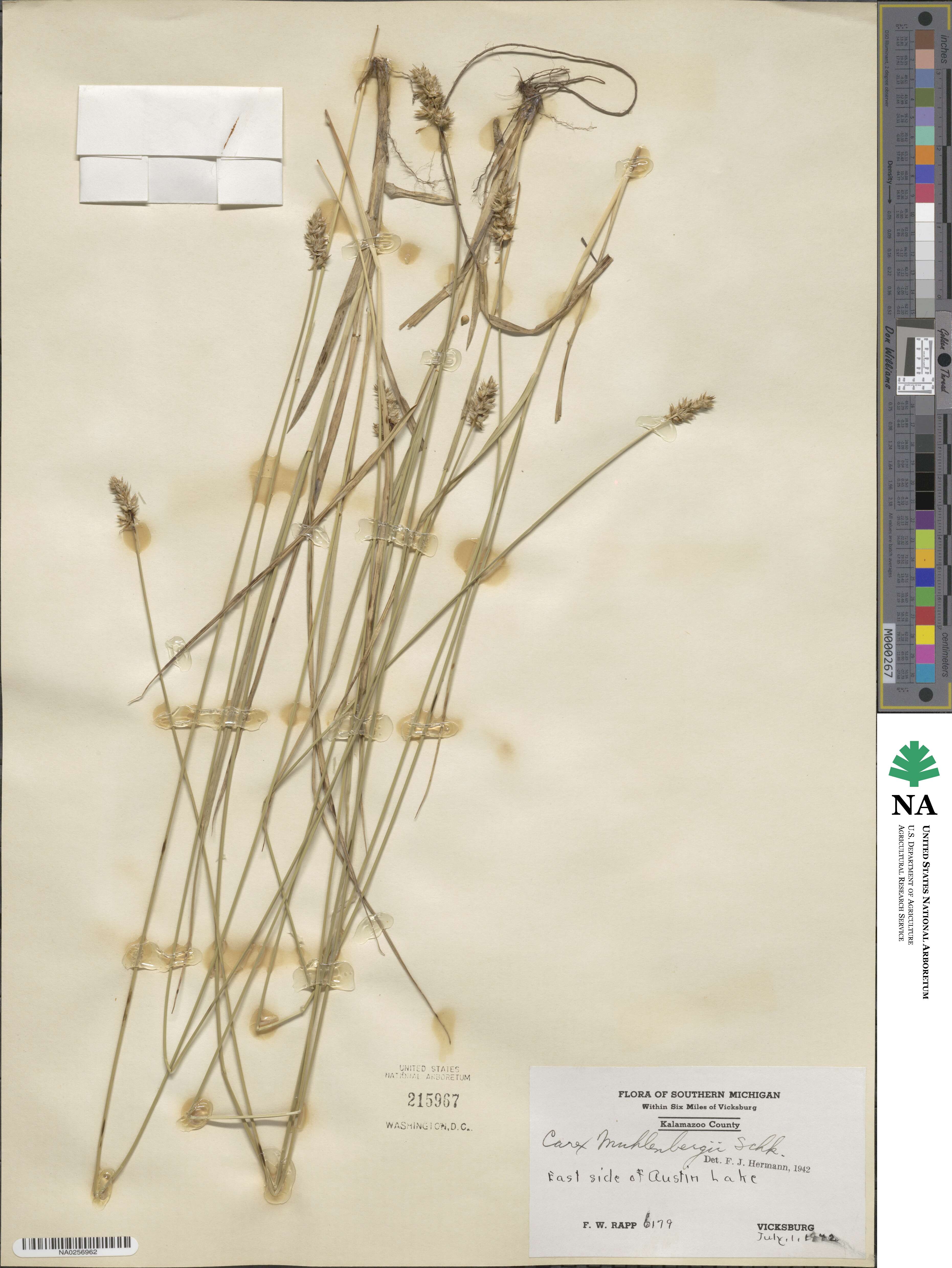 Carex vulpinoidea image