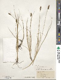 Carex vulpinoidea image