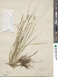 Carex vulpinoidea image