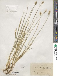 Carex vulpinoidea image