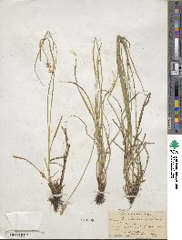 Carex vulpinoidea image