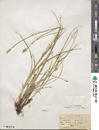 Carex vulpinoidea image