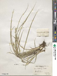 Carex vulpinoidea image