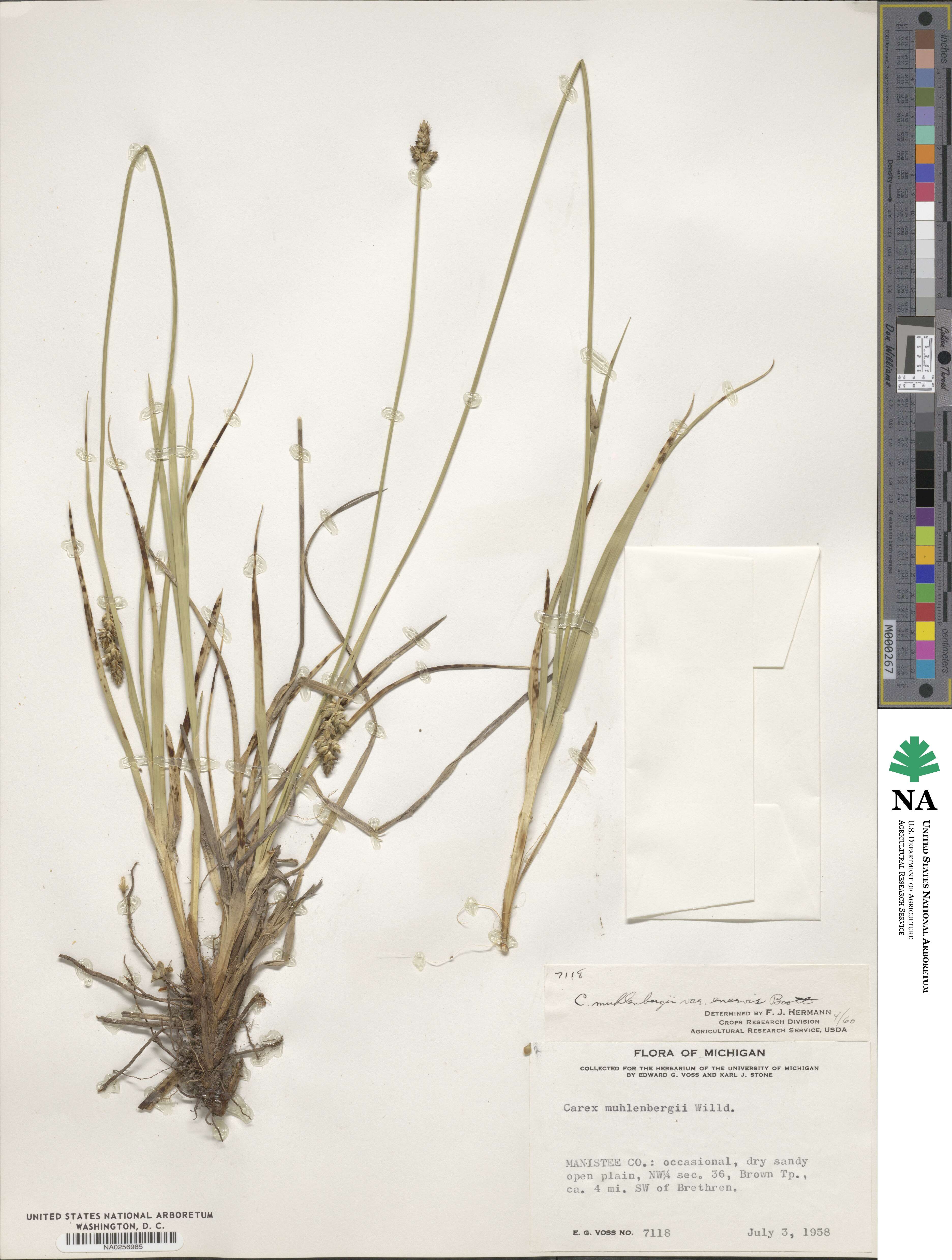 Carex vulpinoidea image