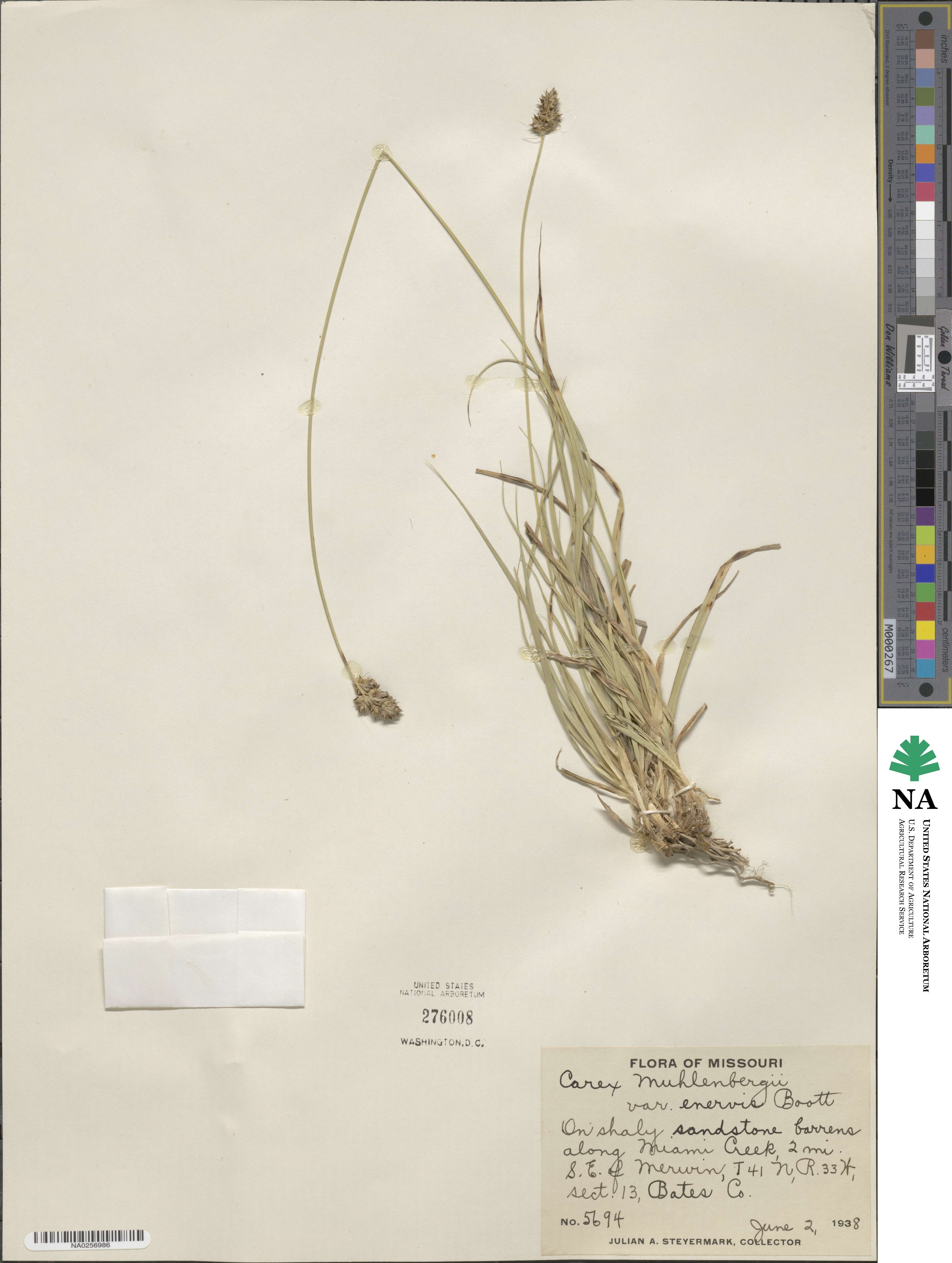 Carex vulpinoidea image