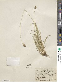 Carex vulpinoidea image