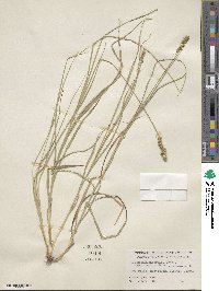 Carex vulpinoidea image