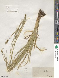 Carex vulpinoidea image