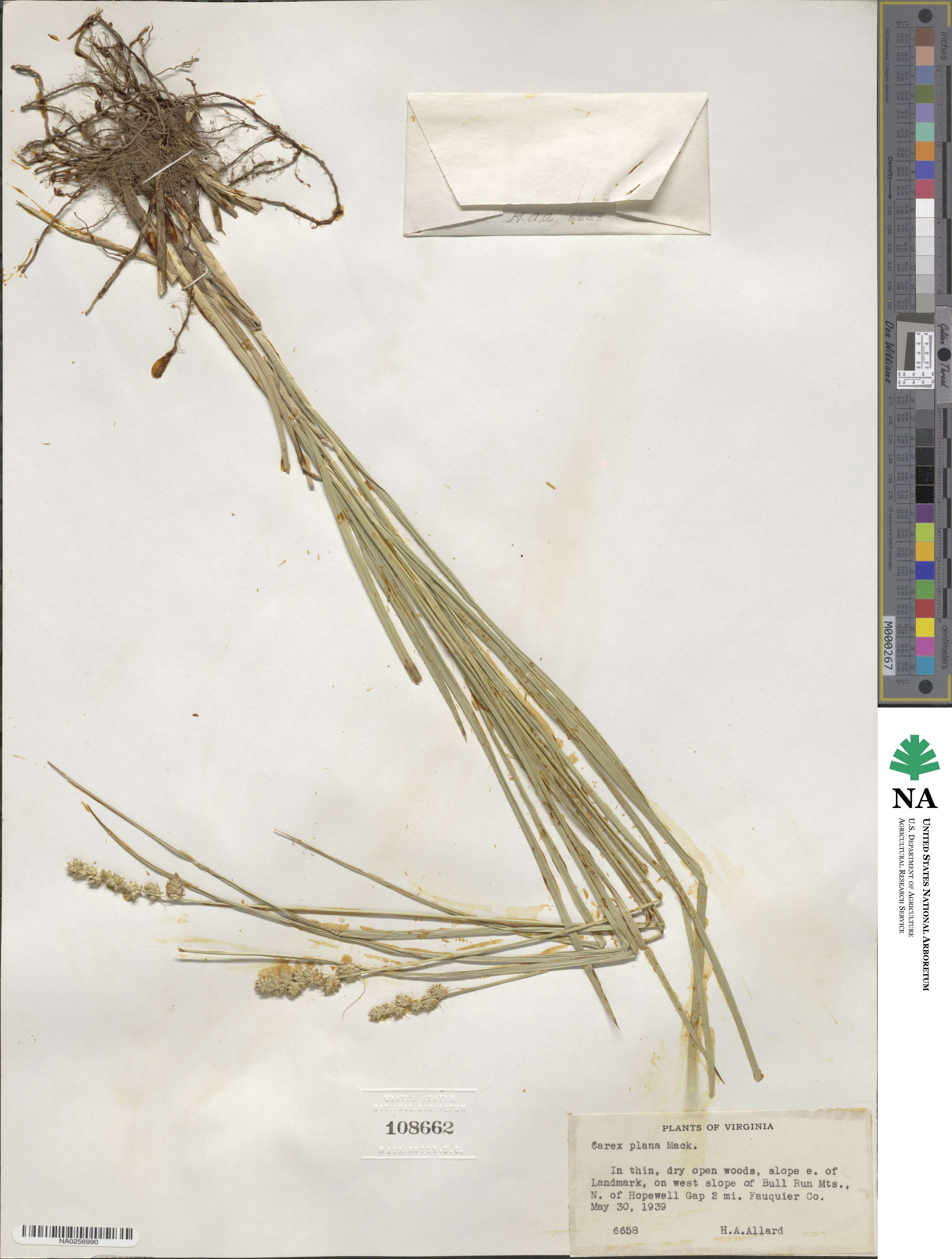 Carex vulpinoidea image