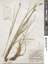 Carex vulpinoidea image