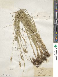 Carex vulpinoidea image