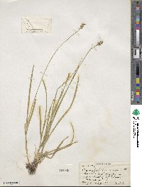 Carex vulpinoidea image