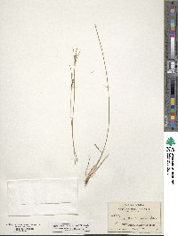 Carex multicaulis image