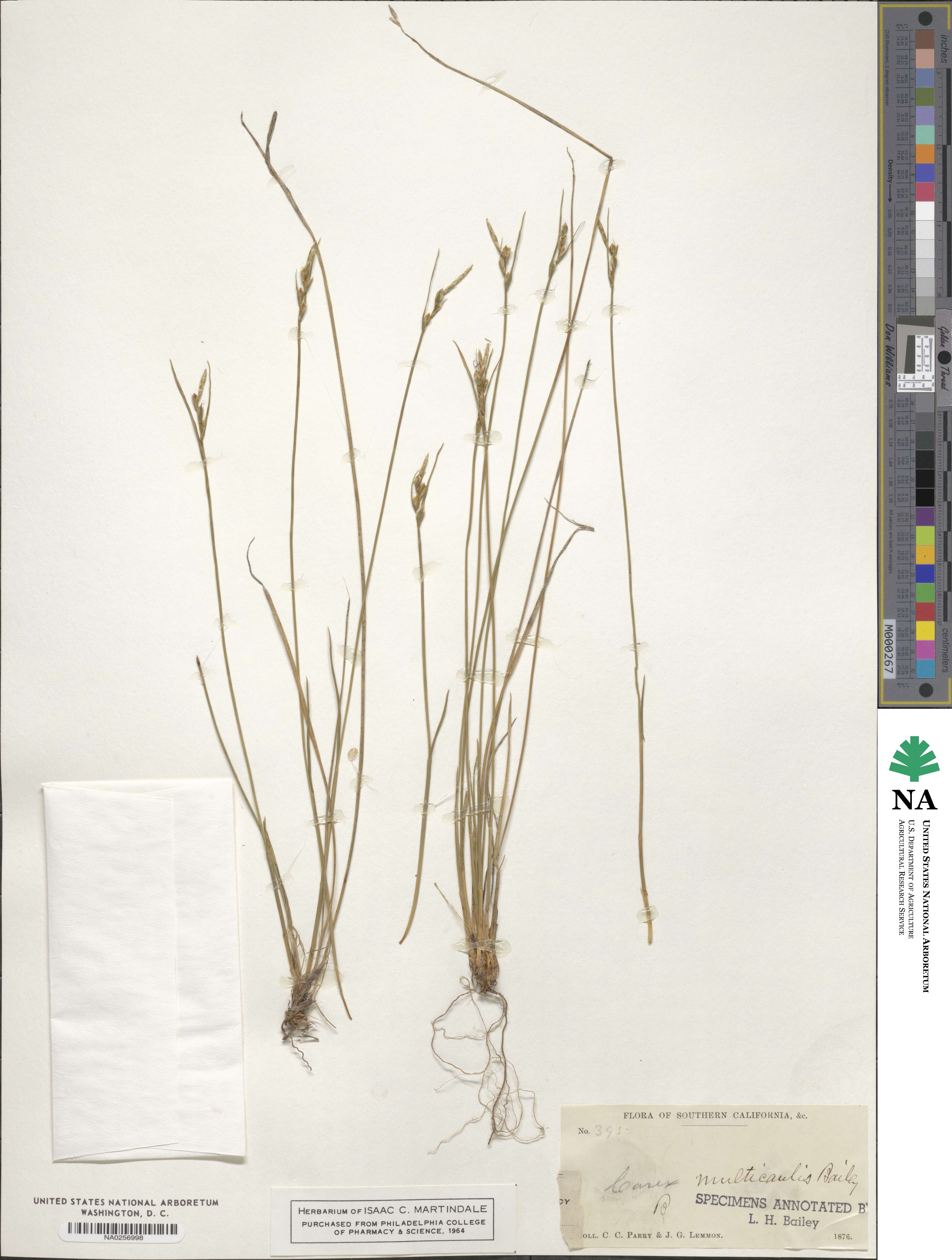 Carex multicaulis image