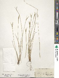 Carex multicaulis image