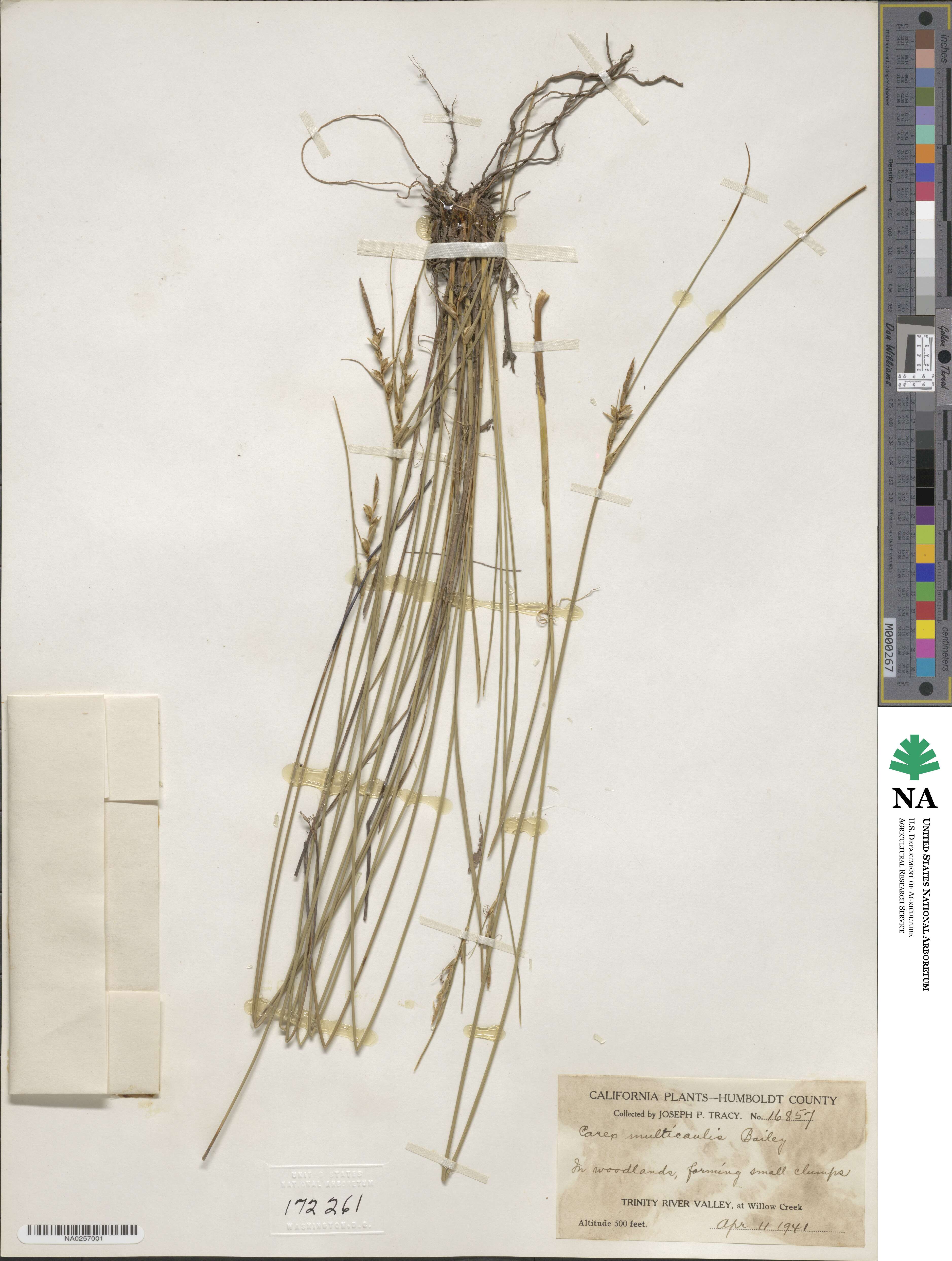 Carex multicaulis image