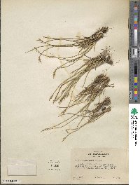 Carex multicaulis image