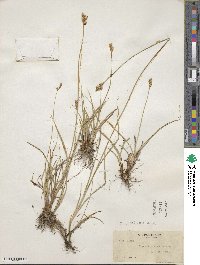 Carex multicostata image