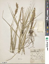 Carex muskingumensis image