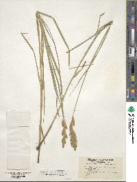 Carex muskingumensis image