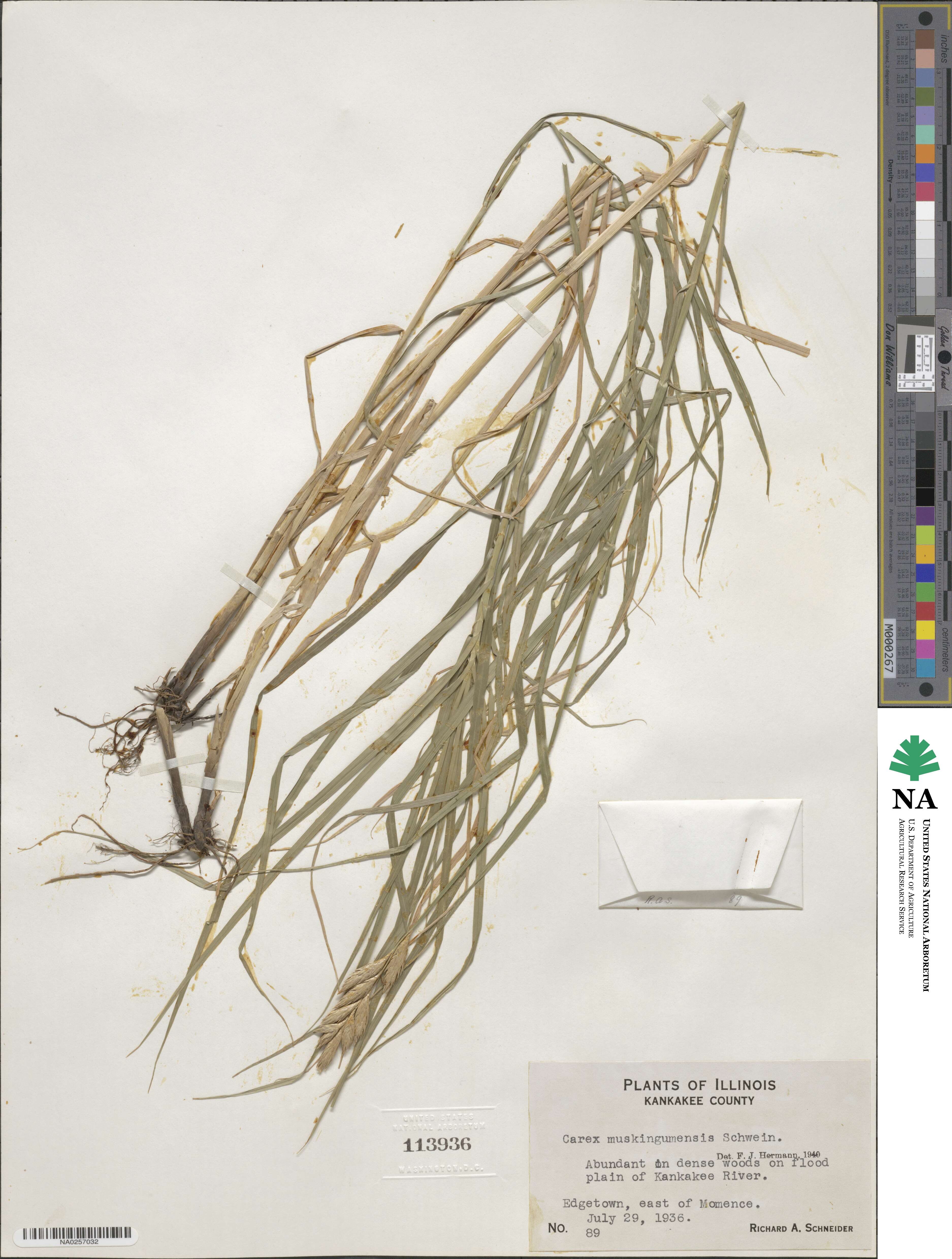 Carex muskingumensis image