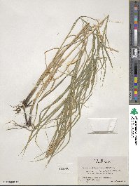 Carex muskingumensis image