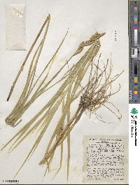 Carex muskingumensis image