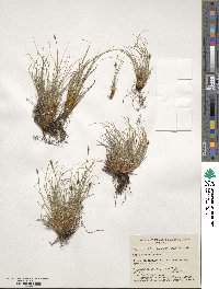 Carex nardina image