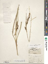 Carex nebraskensis image