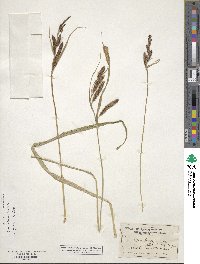 Carex nebraskensis image