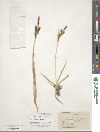 Carex nebraskensis image