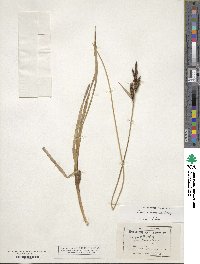 Carex nebraskensis image