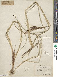 Carex nebraskensis image