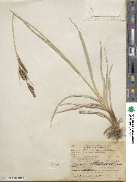 Carex nebraskensis image