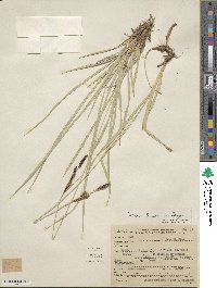 Carex nebraskensis image