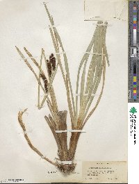 Carex nebraskensis image