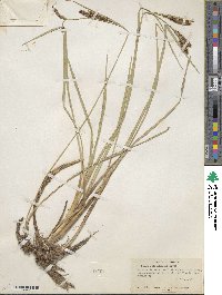 Carex nebraskensis image