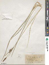 Carex nebraskensis image