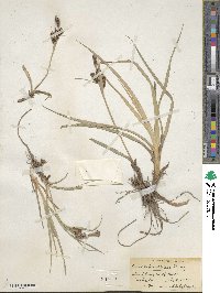 Carex nebraskensis image