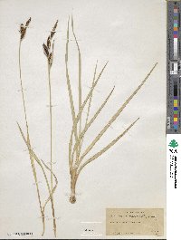 Carex nebraskensis image