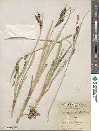 Carex nebraskensis image