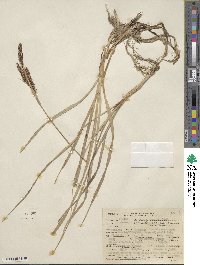 Carex nebraskensis image