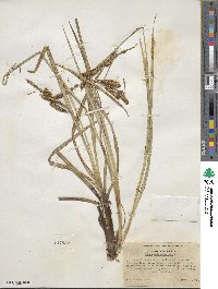 Carex nebraskensis image