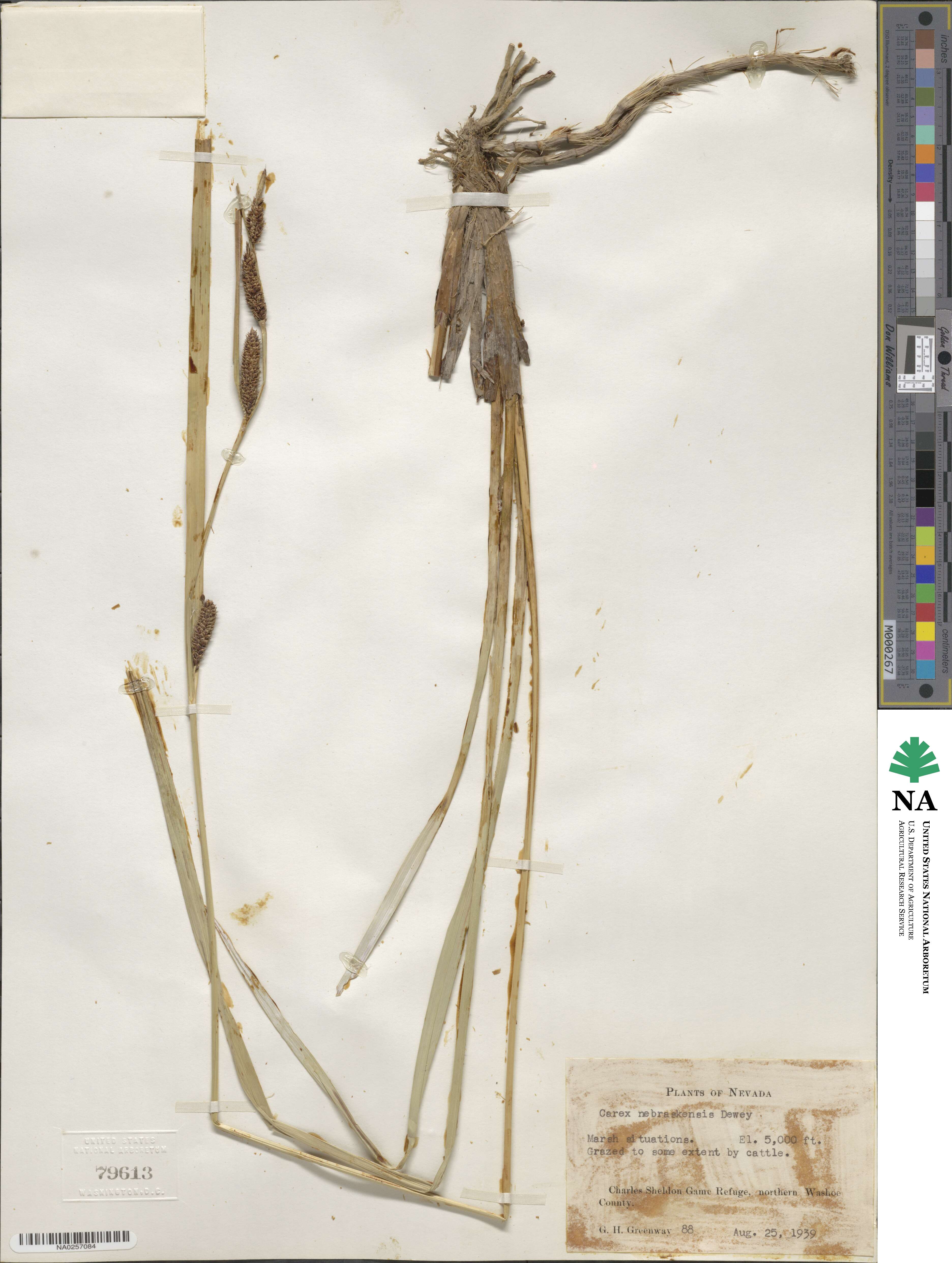 Carex nebraskensis image
