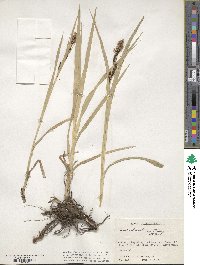 Carex nebraskensis image